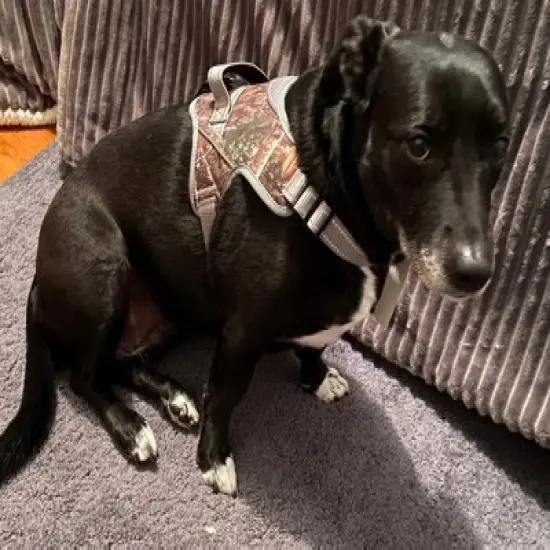 Doggy Tales Patented Realtree Hart Harness Edge - Realtree Edge image {2}