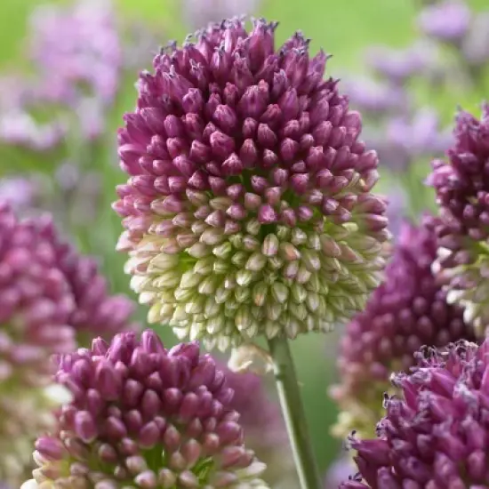 Set of 25 Allium Sphaerocephalon Bulbs - Van Zyverden image {2}