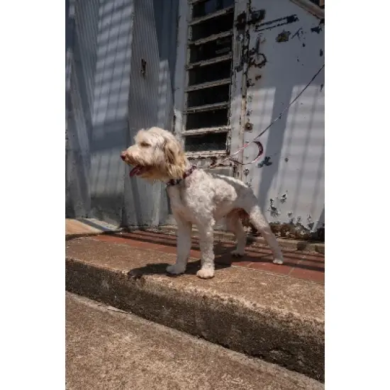 Country Brook Petz Deluxe Dog Collar - Sports and Athletics Collection - Made In The U.S.A. image {1}