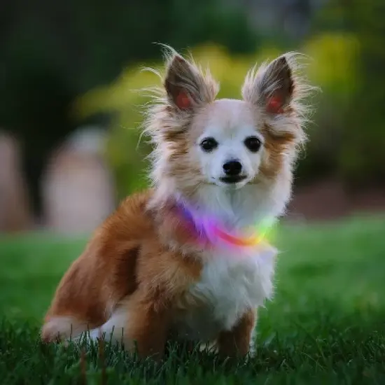 Nite Ize Mini Rechargable LED Safety Necklace Disc-O Adjustable Dog Collar image {9}