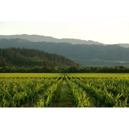 Educated Guess Cabernet Sauvignon Red Wine - 750ml Bottle image {2}