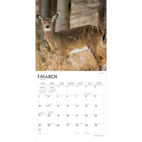 Browntrout 2024 Wall Calendar 12"x12" White Tailed Deer image {2}