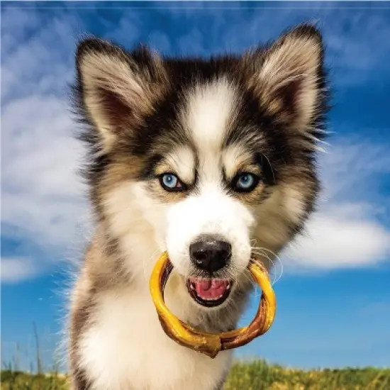 N-Bone Puppy Teething Rings Dog Treat with Chicken, Salmon and Peanut Butter Flavor - 14.4oz/12ct image {2}