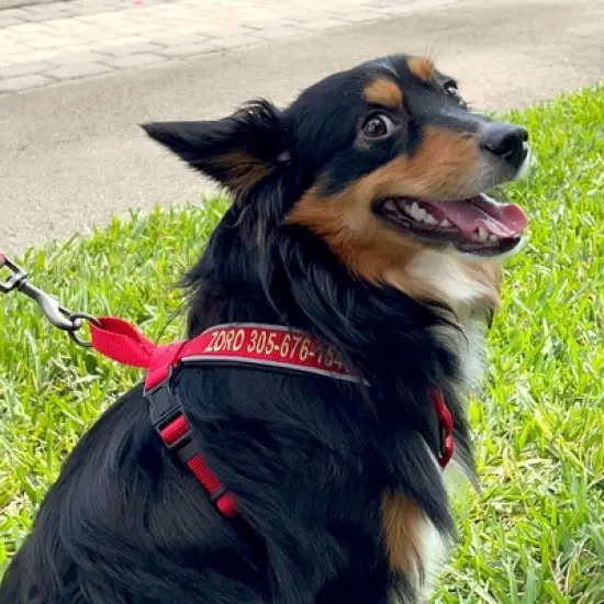 Pawtitas Padded Dog Harness Adjustable, Reflective, No-Pull Pet Harness  Secure & Comfortable Fit image {1}