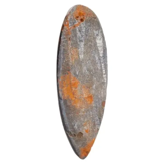 Okuna Outpost Natural Orthoceras Bone Replica, Calcified Cephalopod Shell from Morocco, 5.5-7 in image {4}