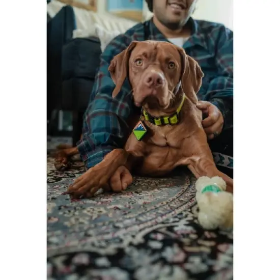 QALO TraQ Powered By Tile Dog and Cat Silicone Bluetooth Trackable Pet ID Tag - Green image {7}