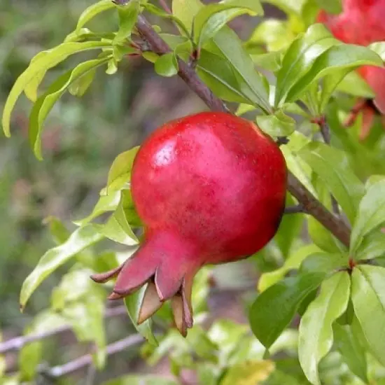 Dwarf Pomegranate - National Plant Network image {1}
