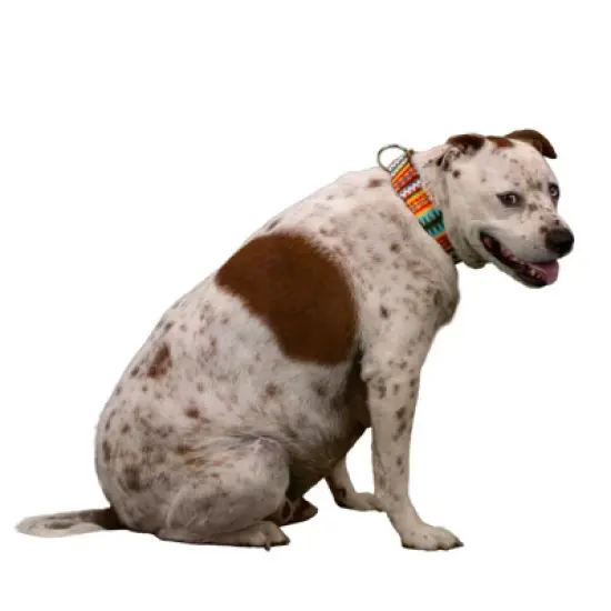 Country Brook Petz 1 1/2 Inch Summer Pines Martingale Dog Collar image {2}