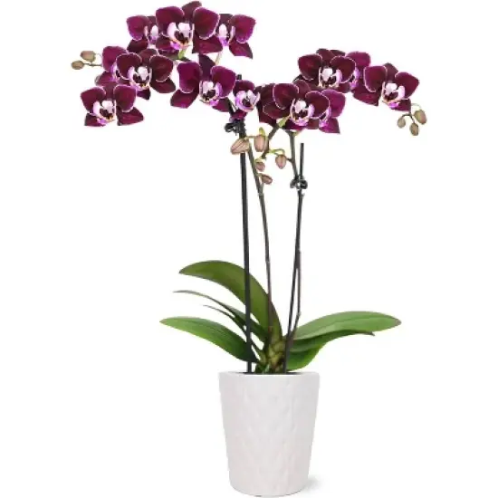 Live 2.5" Purple Mini Orchid Houseplant in Evi Pot image {4}