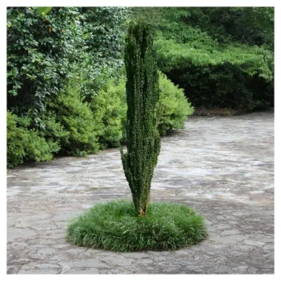 Sky Pencil Holly - National Plant Network image {1}