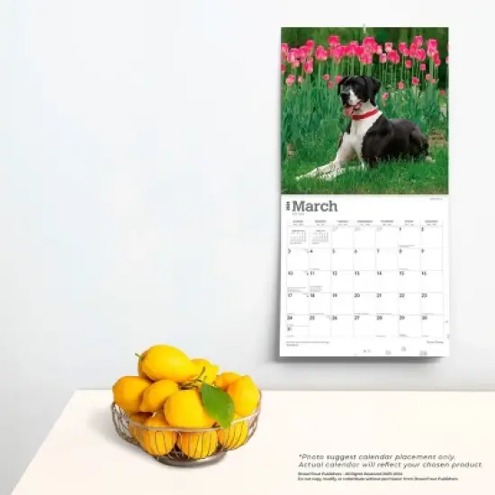 Browntrout 2024 Wall Calendar 12"x12" Great Danes image {3}