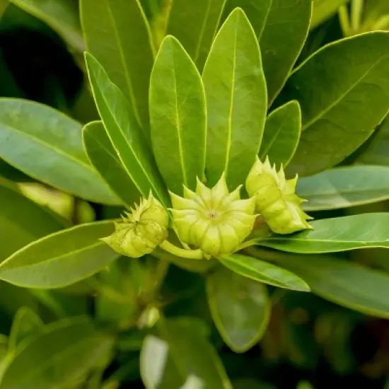 National Plant Network Live Outdoor Anise Tree Plant - 1ct 3 gal image {7}