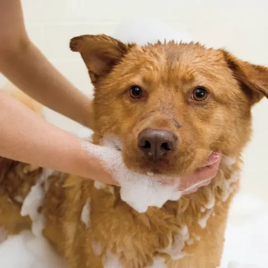 Wahl Odor Control Purifying Formula Eucalyptus Spearmint Fresh Scented Dog Shampoo Concentrate - 24oz image {2}