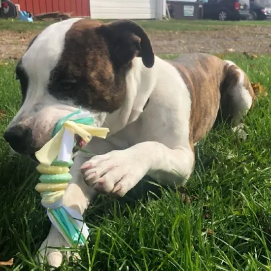 Snuggle Puppy Comfortable Beginnings New Puppy Starter Kit - Neutral - 4ct image {4}