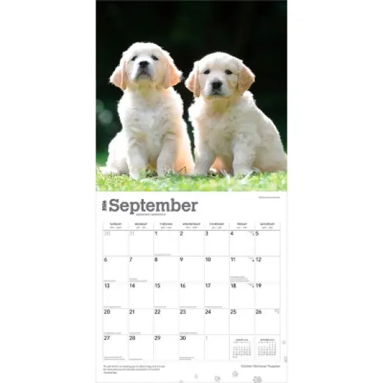 BrownTrout Golden Retriever Puppies 2026 12"x24" Hanging Square Wall Calendar Plastic-Free image {3}