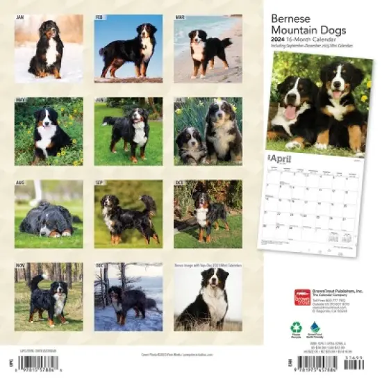 Browntrout 2024 Wall Calendar 12"x12" Bernese Mountain Dogs image {1}