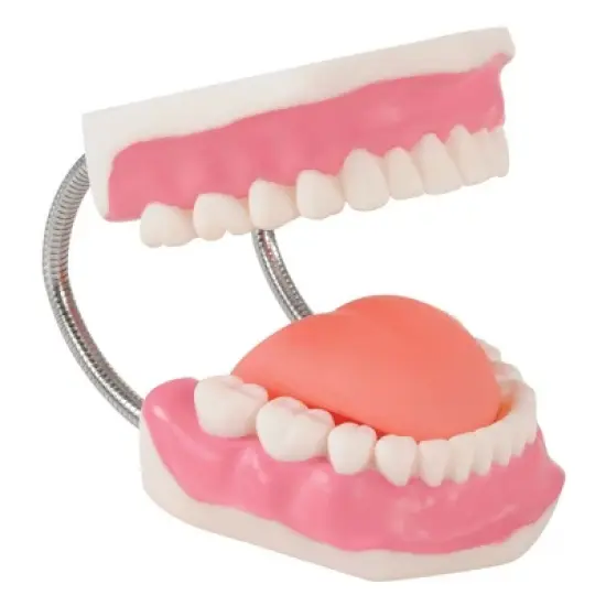 Kaplan Early Learning Healthy Smiles Dental Model image {4}