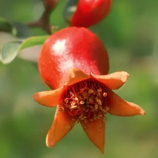 Dwarf Pomegranate - National Plant Network image {2}