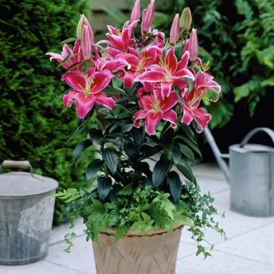 Lilies Oriental Stargazer - Set of 12 Bulbs - Van Zyverden image {2}