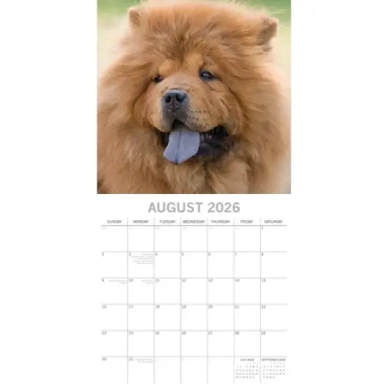 2026 Square Wall Calendar, Chow Chow, 16-Month Animals Theme with 180 Reminder Stickers (12x12 In) image {2}