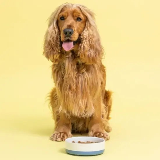 Mason Cash: Speckle Dip Dog Bowl, 5.9", 15.2oz, Blue, Cream, Bone, Food & Water Dish image {3}