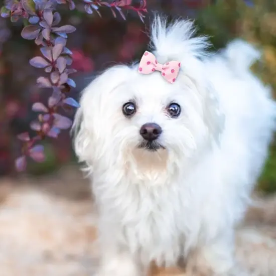 Unique Bargains Cute Dogs Cats Puppies Bows Pink Dog Hair Bows with Dots Pattern Grooming Barrette Clip Accessories 5 Pcs image {2}