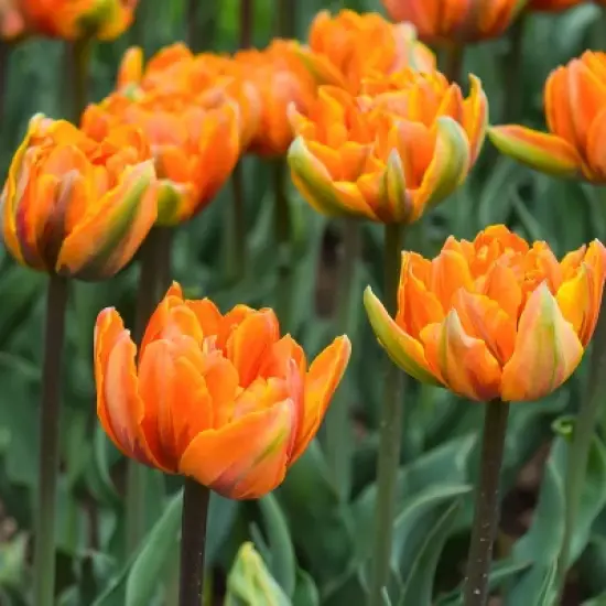 Van Zyverden 40ct Bulbs Multicolored Harmony Spring Blooming Patio Planter Set image {3}