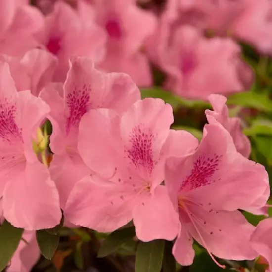 Encore 1pc Azalea Autumn Debutante - National Plant Network image {1}