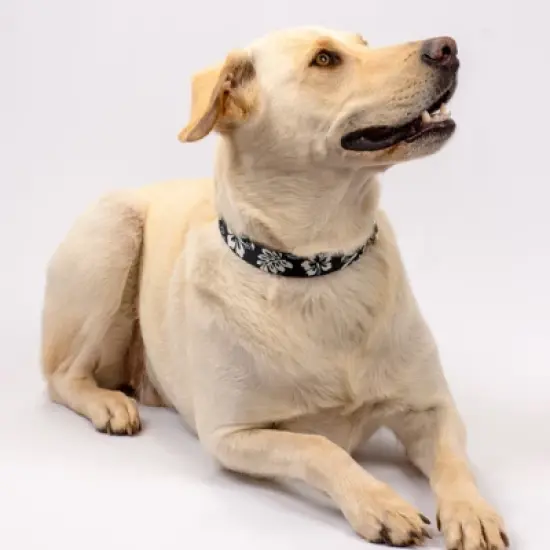 Country Brook Petz Premium Black Hawaiian Dog Collar and Leash image {1}