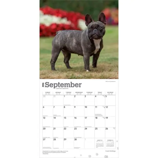BrownTrout French Bulldogs 2026 12"x24" Hanging Square Wall Calendar Plastic-Free image {3}