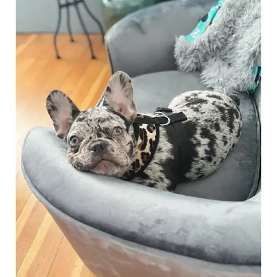 Parisian Pet 'Freedom Harness Leopard' for Dogs & Cats &ndash; Comfortable, Durable Adjustable Leopard Print Pet Harness image {1}