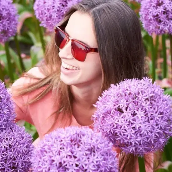 Set of 1 Allium Globemaster Bulbs - Van Zyverden image {2}