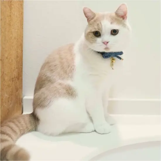 Necoichi Zen Fish Charm Cat Collar image {6}