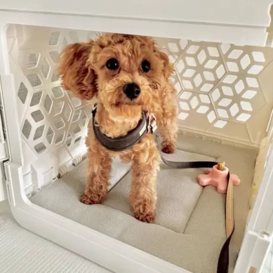 KindTail PAWD Cat and Dog Crate Pad image {3}