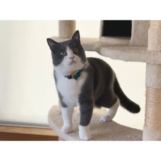 Necoichi Yukata Bow Tie Cat Collar image {7}