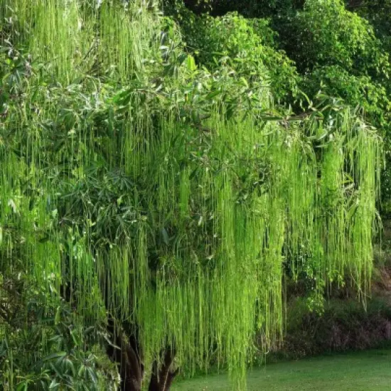 2.25gal Weeping Willow Tree - National Plant Network image {3}