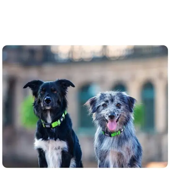 DDOXX Reflective Airmesh Dog Collar - Small - Green image {2}