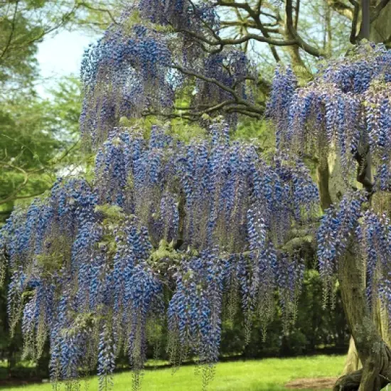 Wisteria 'Blue' 1pc U.S.D.A. Hardiness Zones 3-9 National Plant Network 2.5qt image {1}
