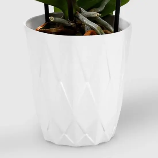 5" Double Cascade Orchid - Good Little Garden&trade; image {2}