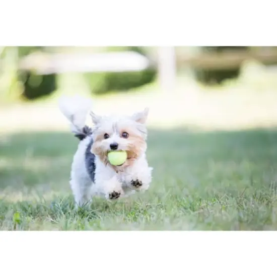 KONG SqueakAir Tennis Ball Dog Toy image {2}