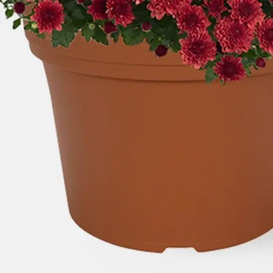 12" Garden Mum Bi-Color Live Plant - Good Little Garden&trade; image {2}