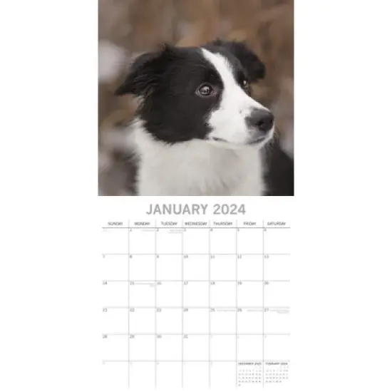 The Gifted Stationery 2024 Square Wall Calendar, Border Collies, 16-Month Paw Prints Theme with 180 Reminder Stickers (12x12 In) image {1}