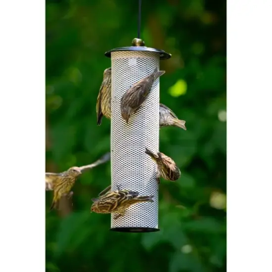 Birds Choice 11" Modern Farmhouse Finch Feeder Bird House White image {3}