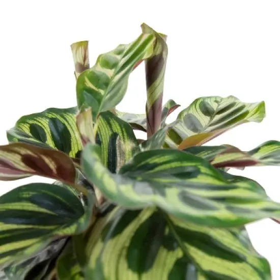 3pk Calathea Makoyana Plant - National Plant Network image {2}