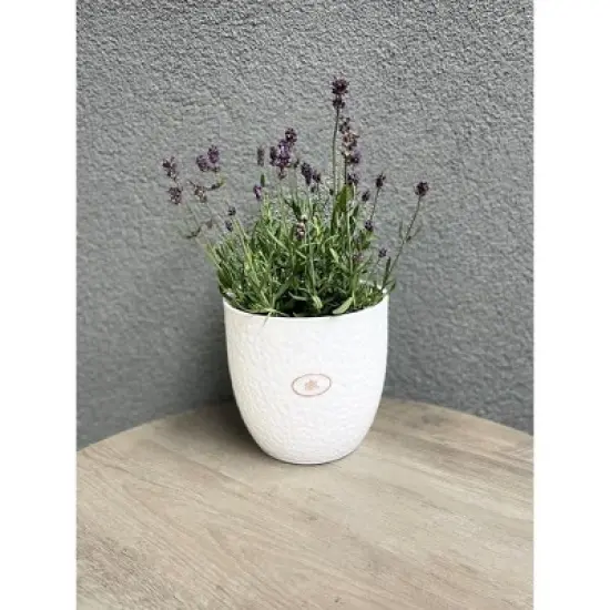 Tierra Garden 6.3" White Ceramic Boston Indoor Pot image {2}