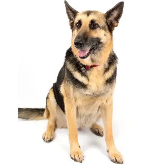 Country Brook Petz American Made Deluxe Nylon Dog Collar image {8}