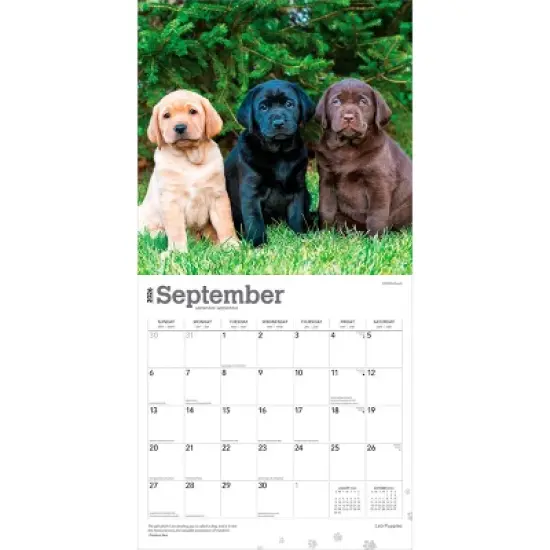 BrownTrout Labrador Retriever Puppies 2026 12"x24" Hanging Square Wall Calendar Plastic-Free image {3}