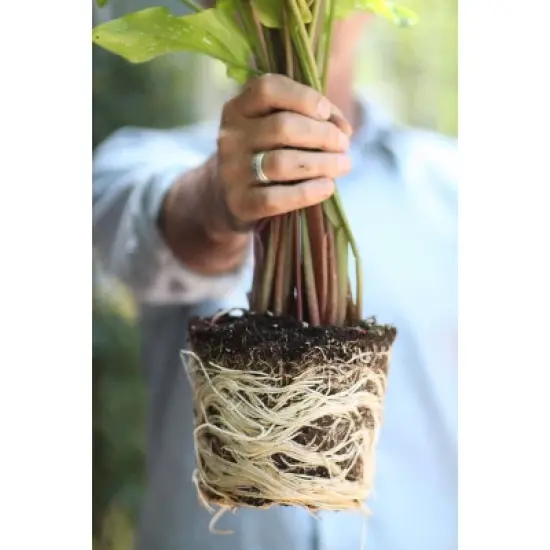Good Dirt Naturals Indoor/Outdoor Plant Food - 15 fl oz image {4}