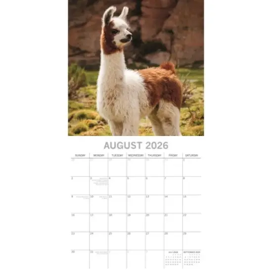 2026 Square Wall Calendar, Llamas, 16-Month Animals Theme with 180 Reminder Stickers (12x12 In) image {2}