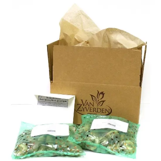 Daffodils Dutch Master Set of 25 Bulbs - Yellow - Van Zyverden image {2}